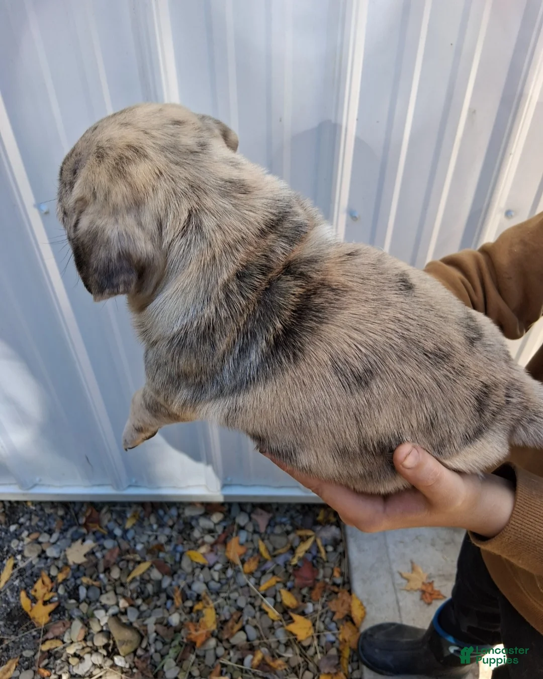 Pug dogs for sale: Darla - Ad 2