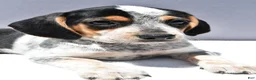 Beagle dogs for sale: Ryan - Ad 8
