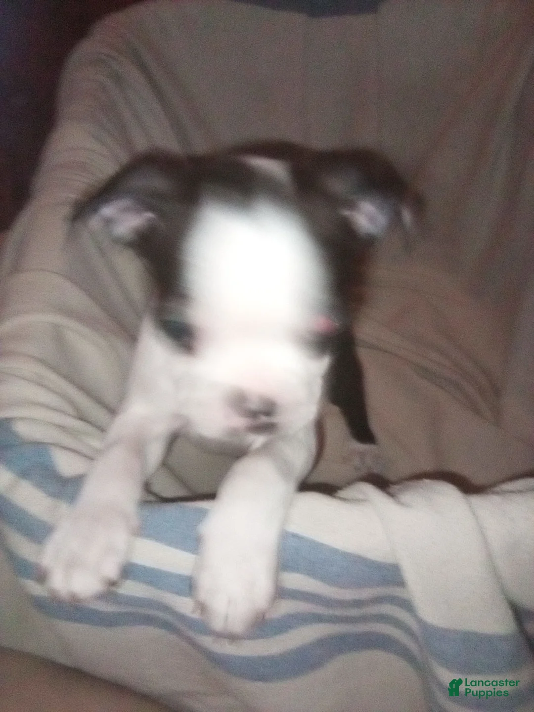 Boston Terrier dogs for sale: Ron Boston Terrier  - Ad 2