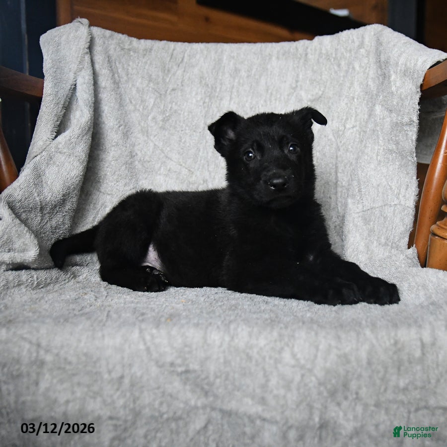 Mixed Breed dogs Taffy - Ad 2