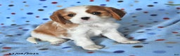 Cavalier King Charles Spaniel dogs for sale: Ryan - Ad 4