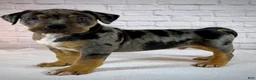 American Bully dogs for sale: XL American Bully Puppy Male  - Ad 11