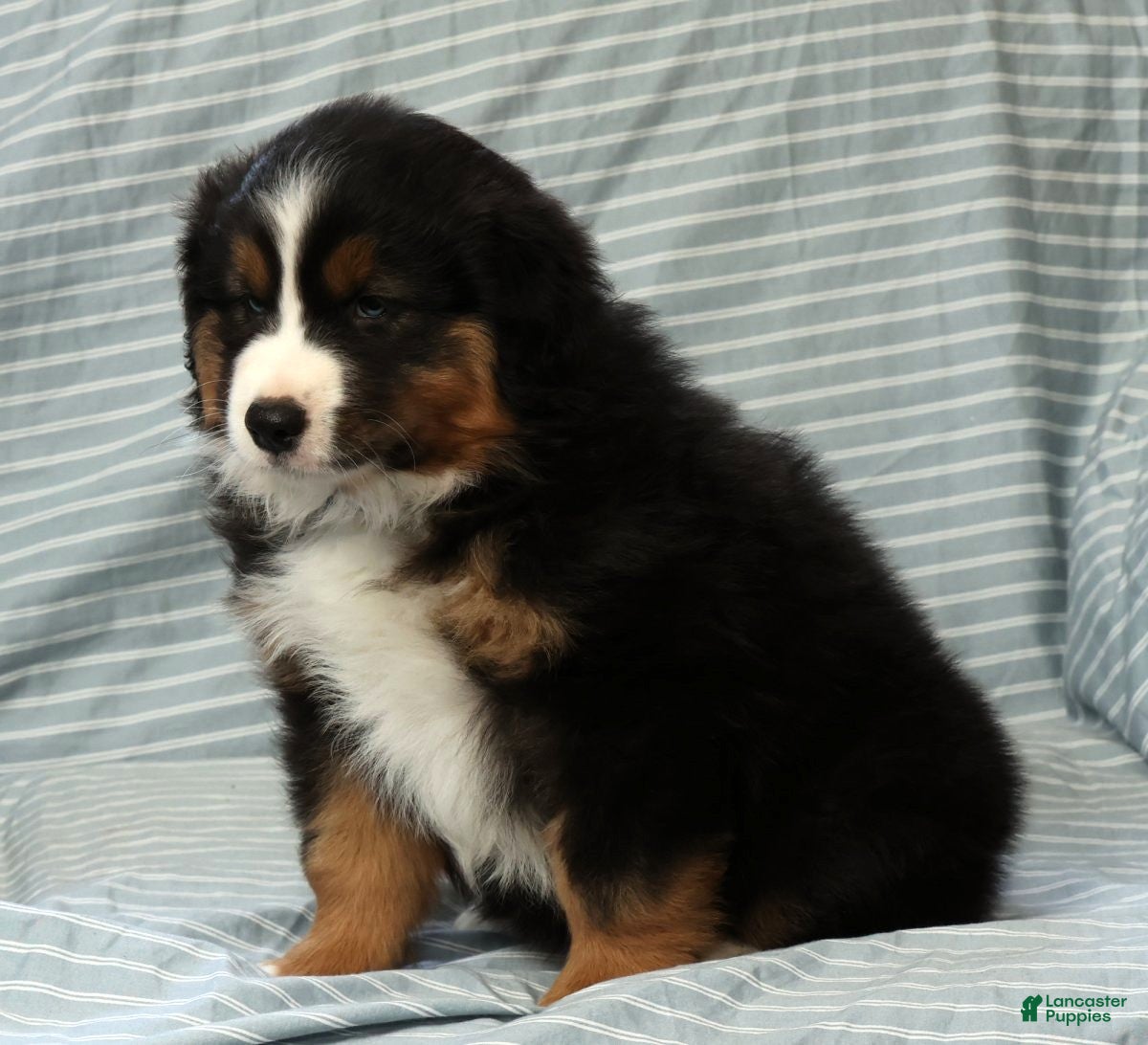 Australian Shepherd dogs for sale: Bear - Ad 7