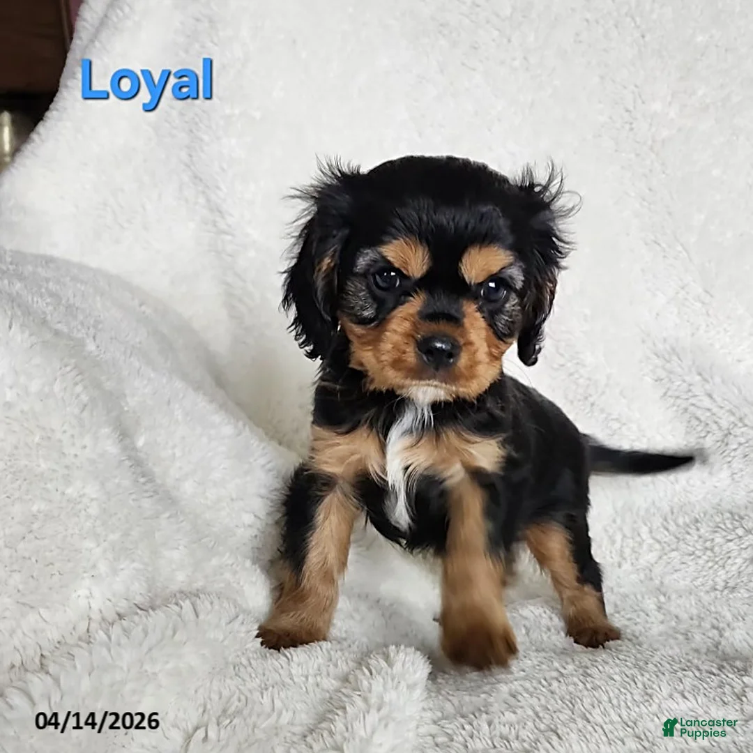 Cavapoo dogs for sale: Loyal - Ad 1
