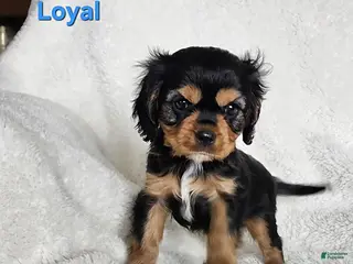 Cavapoo dogs Loyal - Ad 32