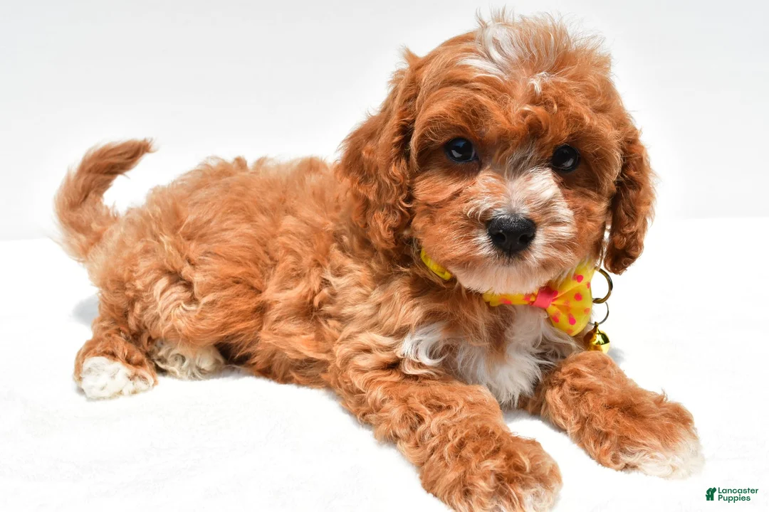 Cavapoo dogs for sale: Kenny - Ad 2