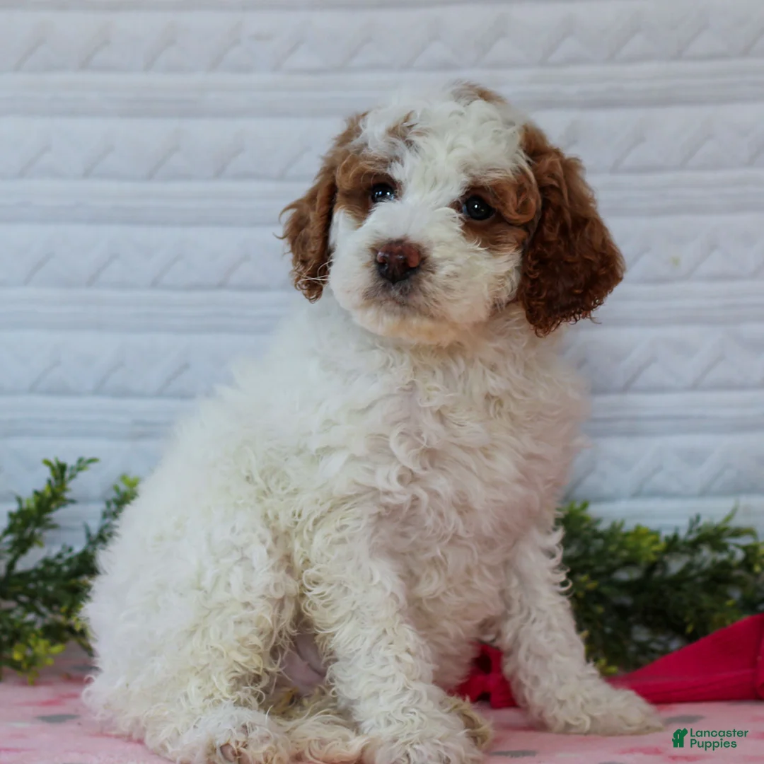 Mini Goldendoodle dogs for sale: Juno  - Ad 2