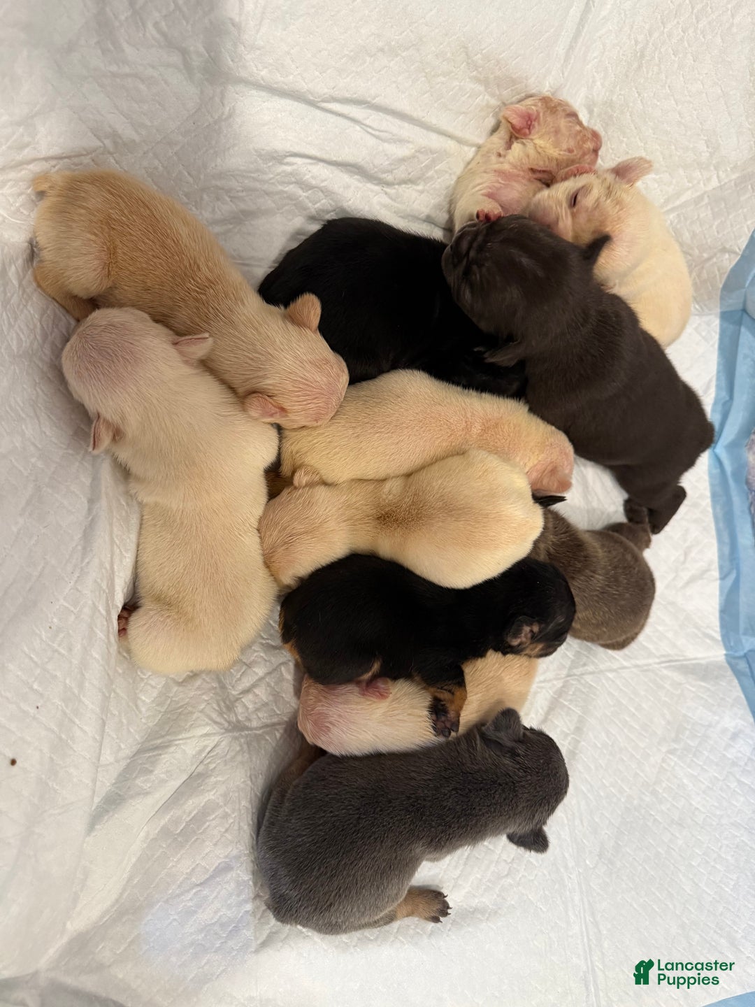 French Bulldog dogs for sale: Hershey  - Ad 5