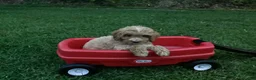 Mini Goldendoodle dogs for sale: Rosetta - Ad 2