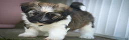 Havanese dogs for sale: Atlas Havanese  - Ad 11