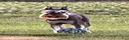 Miniature Schnauzer dogs for sale: Journey - Ad 3