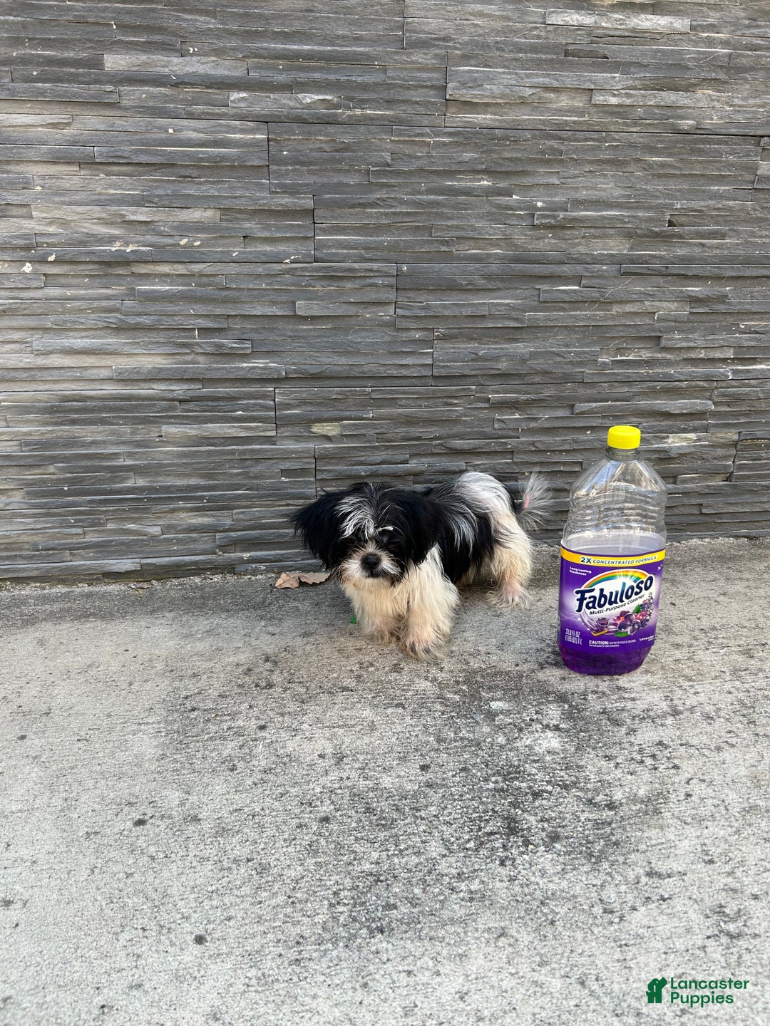Shih Tzu dogs for sale: Shih Tzu Puppy 1 - Ad 2