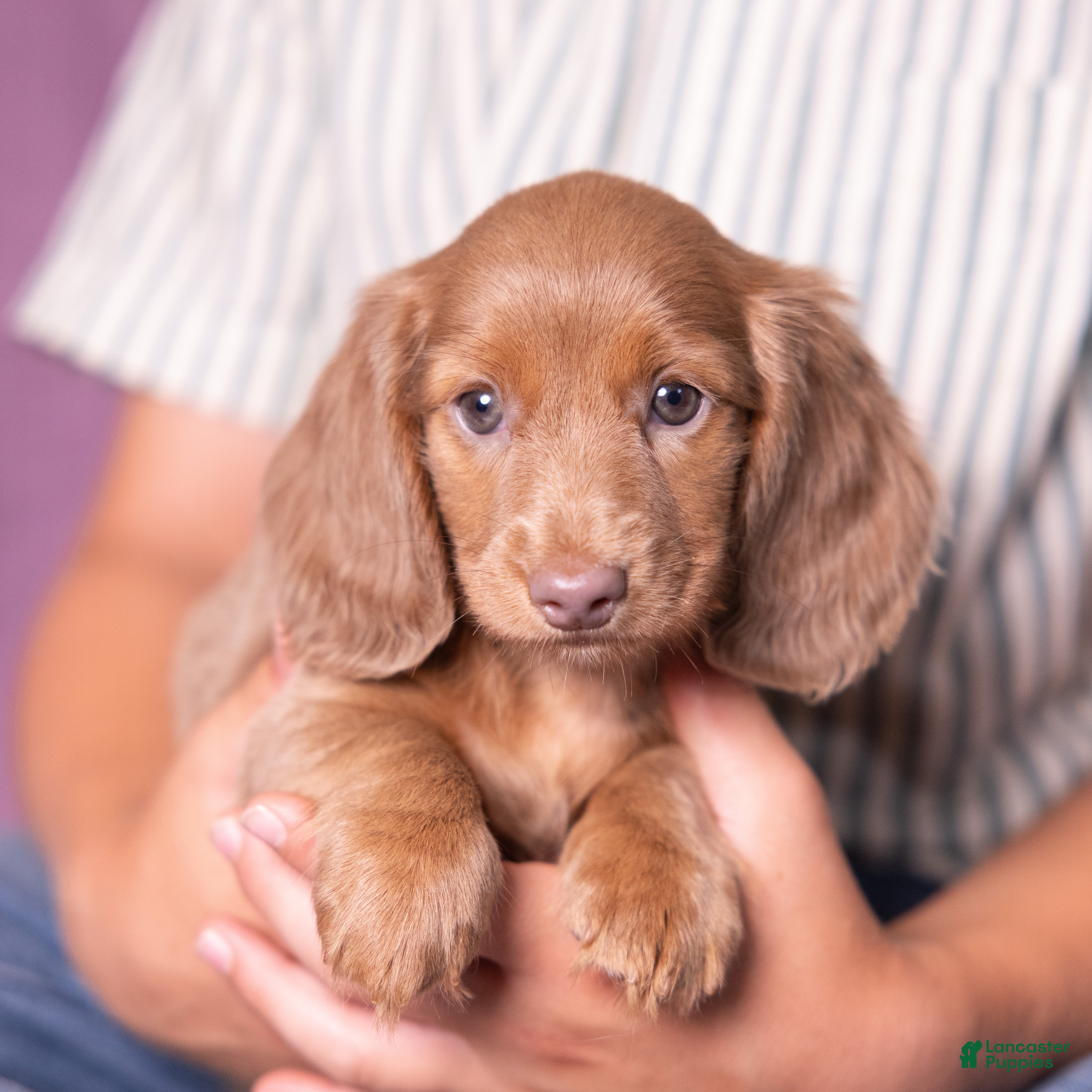 Miniature Dachshund dogs Snickers - Ad 1