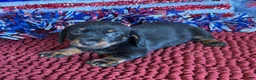 Dachshund dogs for sale: Rhett Wire - Ad 2