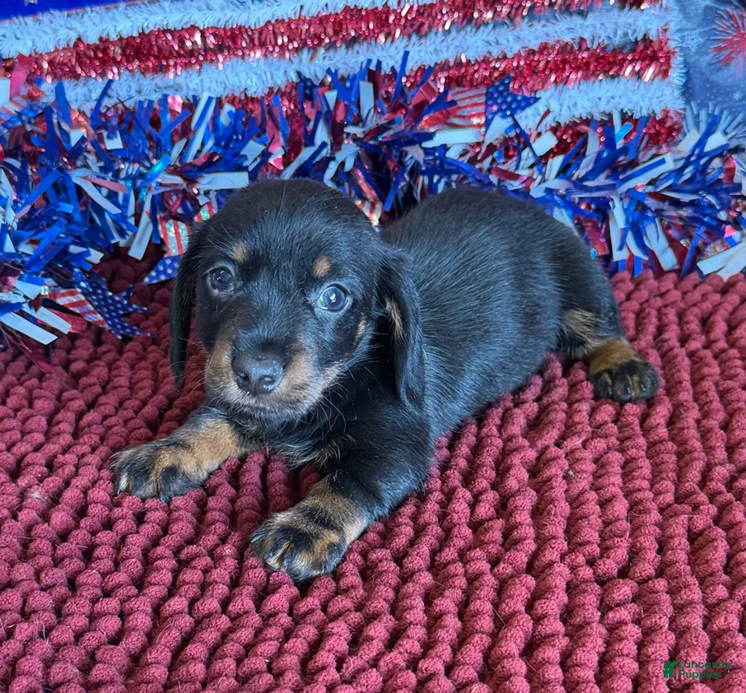 Dachshund dogs for sale: Rhett Wire - Ad 2
