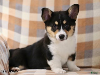 Welsh Corgi Pembroke dogs Sparkle (Special Needs) - Ad 34