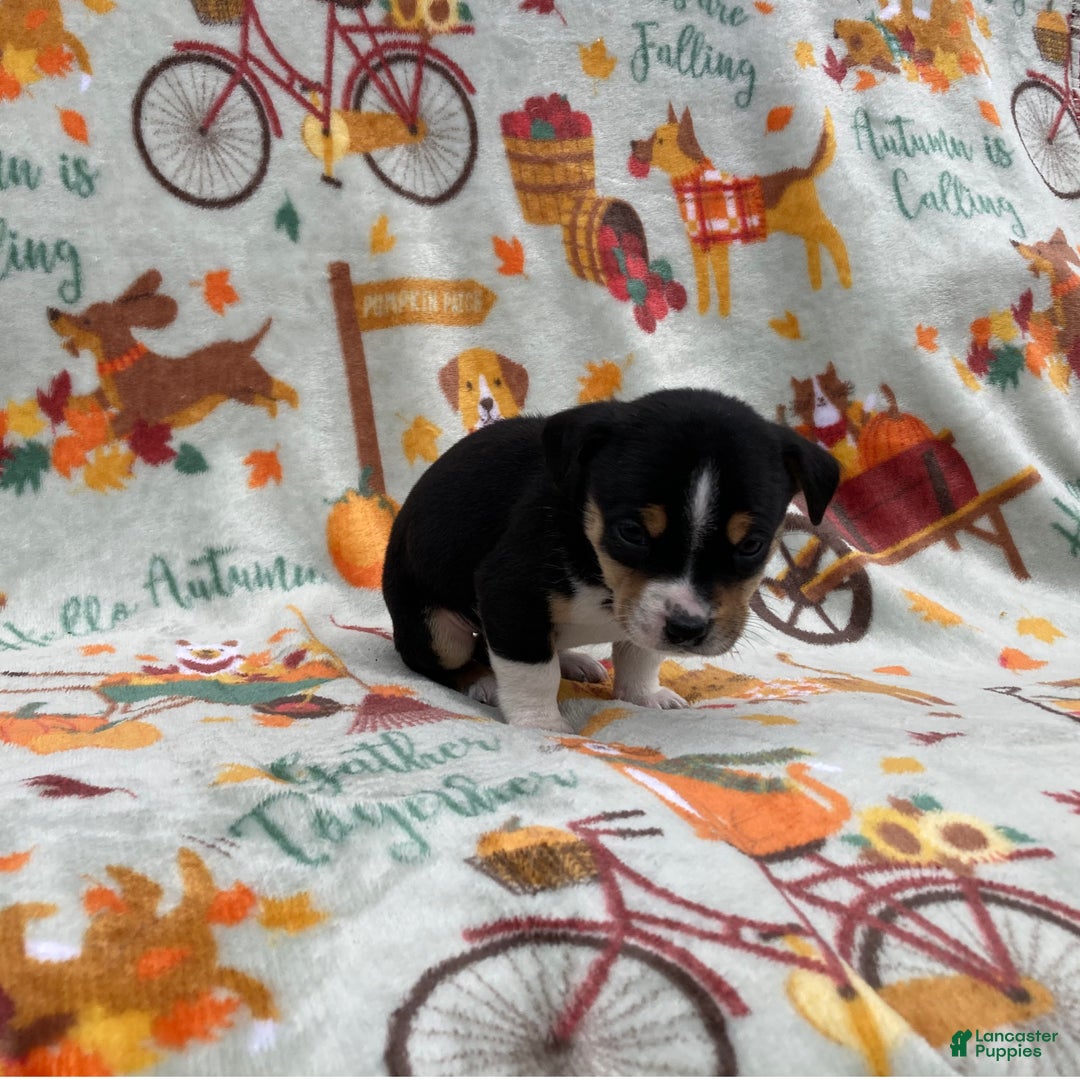 Chihuahua dogs for sale: Benny - Ad 5