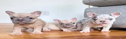 French Bulldog dogs for sale: Lola - Ad 5