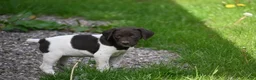 German Shorthaired Pointer dogs for sale: Brinley - Ad 12