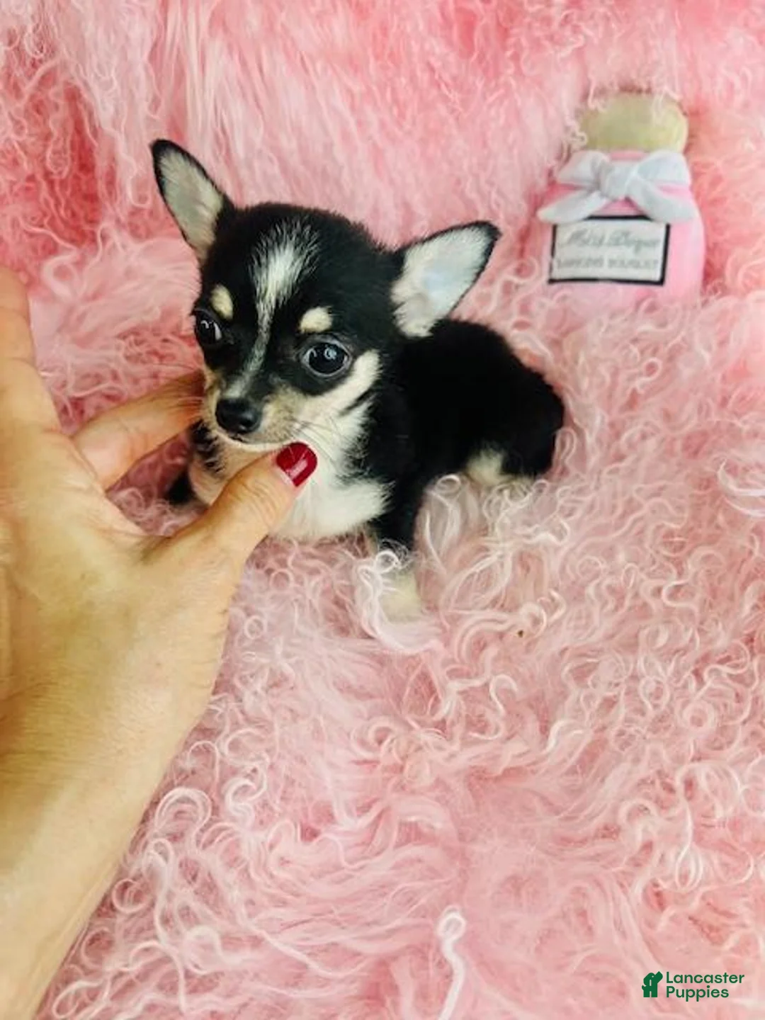 Chihuahua dogs for sale: Chihuahua Puppy 1 - Ad 2
