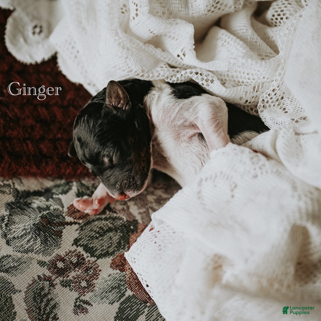 Standard Poodle dogs for sale: Ginger - Ad 5