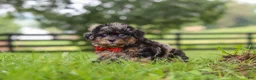 Shihpoo dogs for sale: Koda - Ad 5