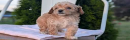 Miniature Poodle dogs for sale: Helix  - Ad 6