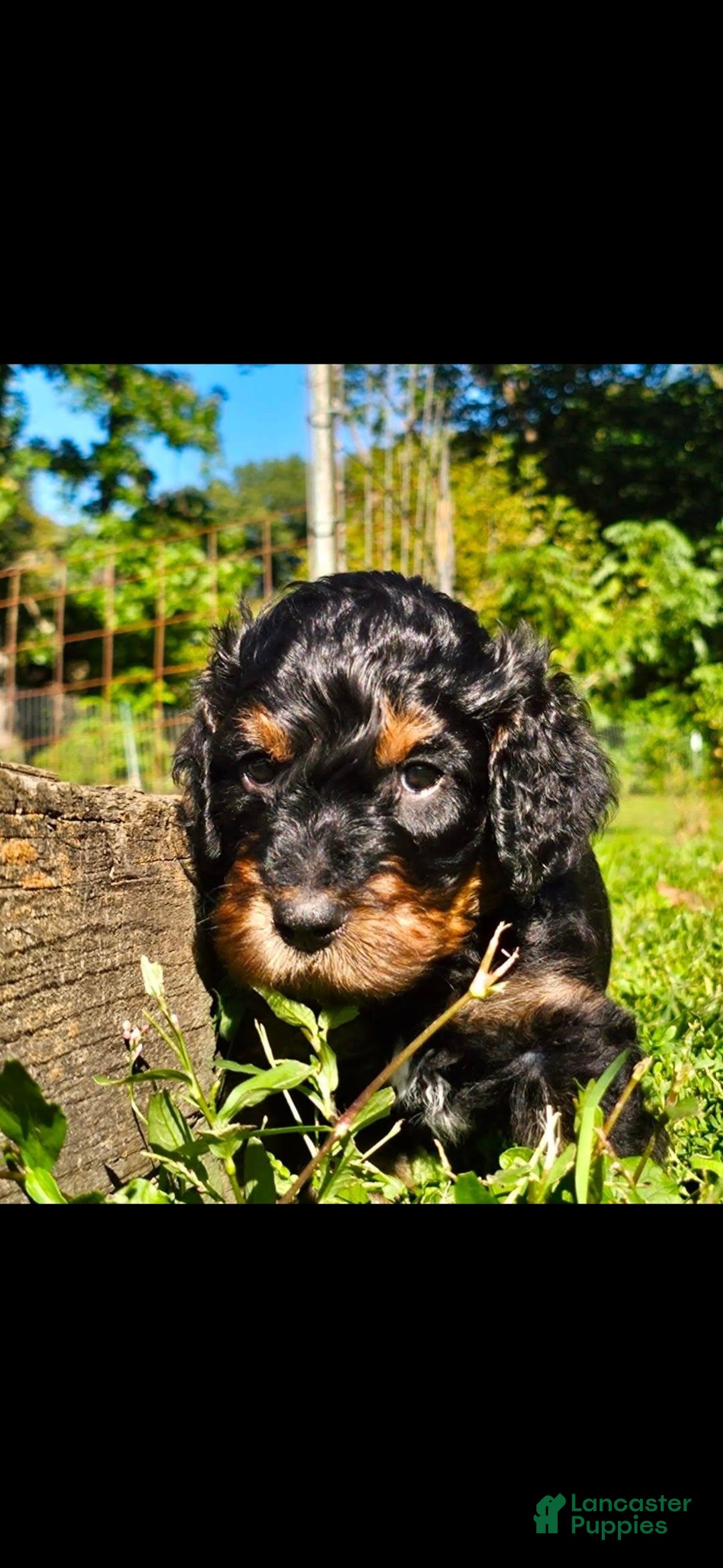 Mixed Breed dogs Ghost - Ad 19