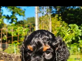 Mixed Breed dogs Ghost - Ad 19