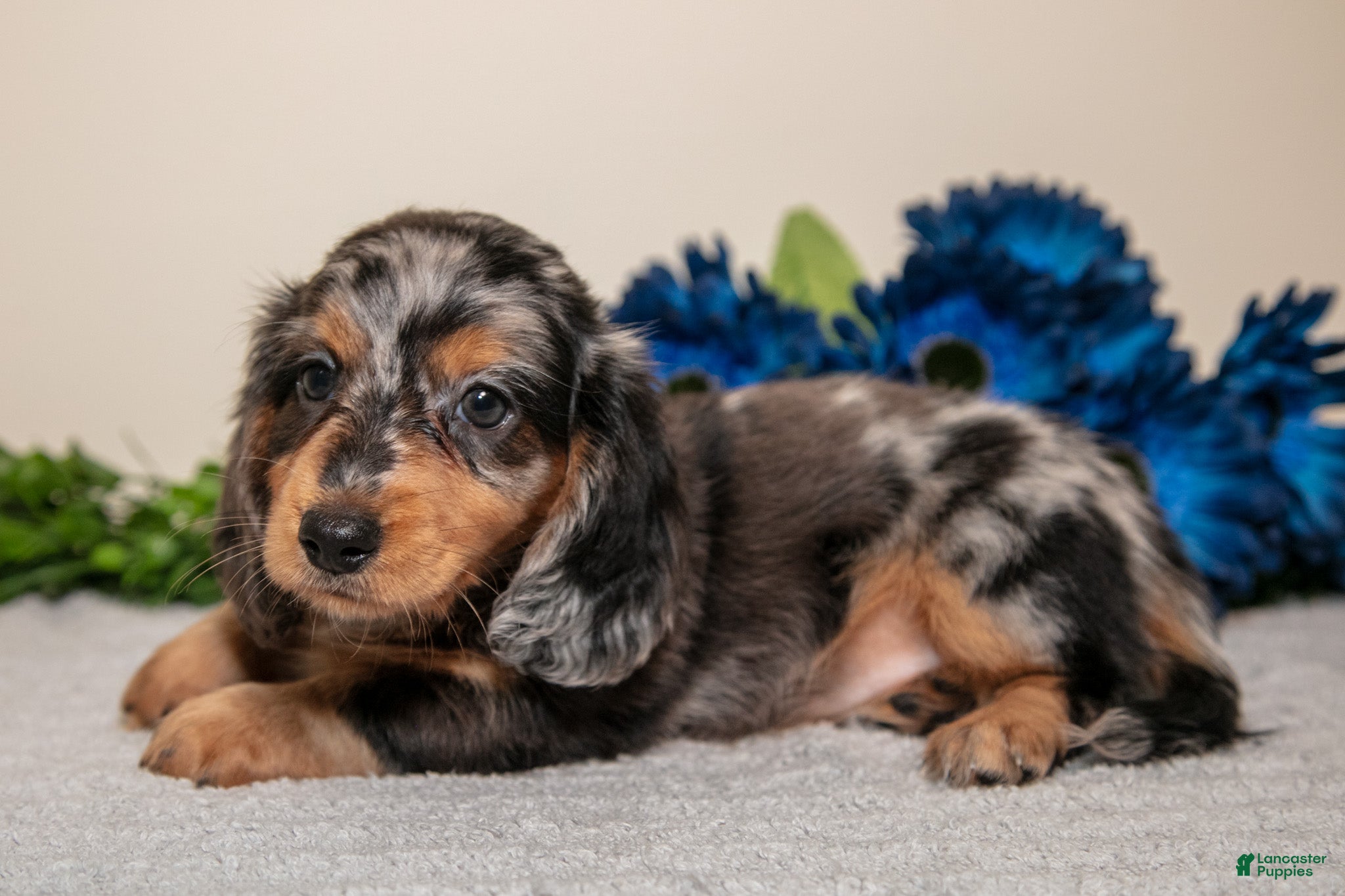 Miniature Dachshund dogs Star - Ad 2