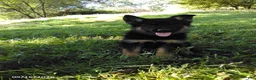 German Shepherd dogs for sale: Riley - Ad 4