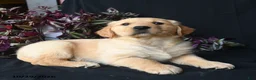 Golden Retriever dogs for sale: Ash  - Ad 3