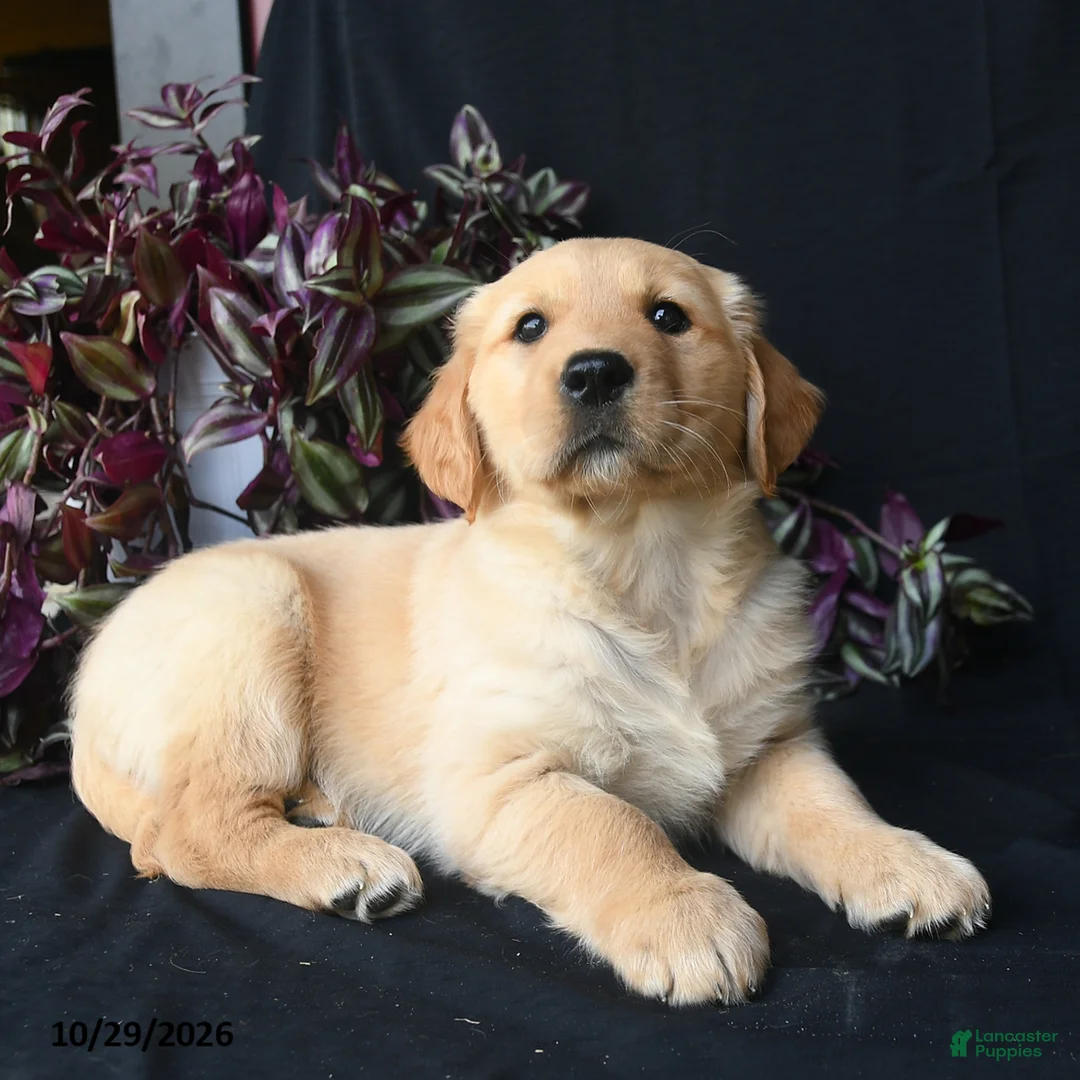 Golden Retriever dogs for sale: Ash  - Ad 3