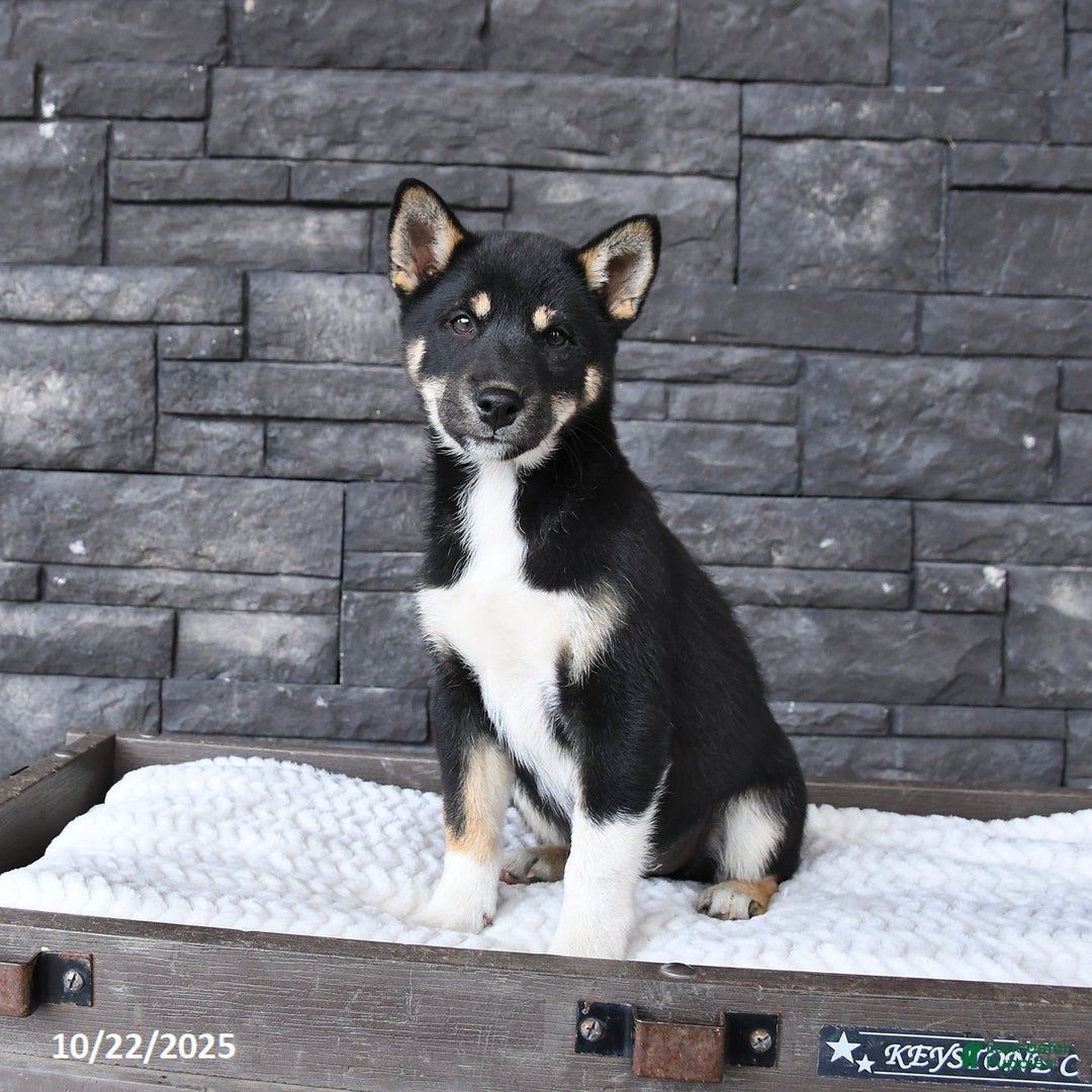 Shiba Inu dogs for sale: Victor - Ad 5