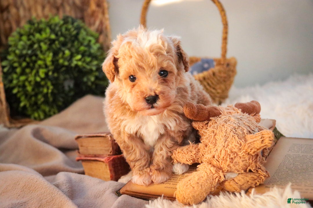 Miniature Poodle dogs for sale: Ramsey - Ad 7