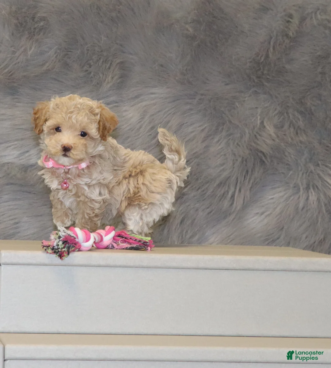 Havapoo dogs for sale: Apple Toy Size👨‍👨‍👦‍👦💞🐕 - Ad 34