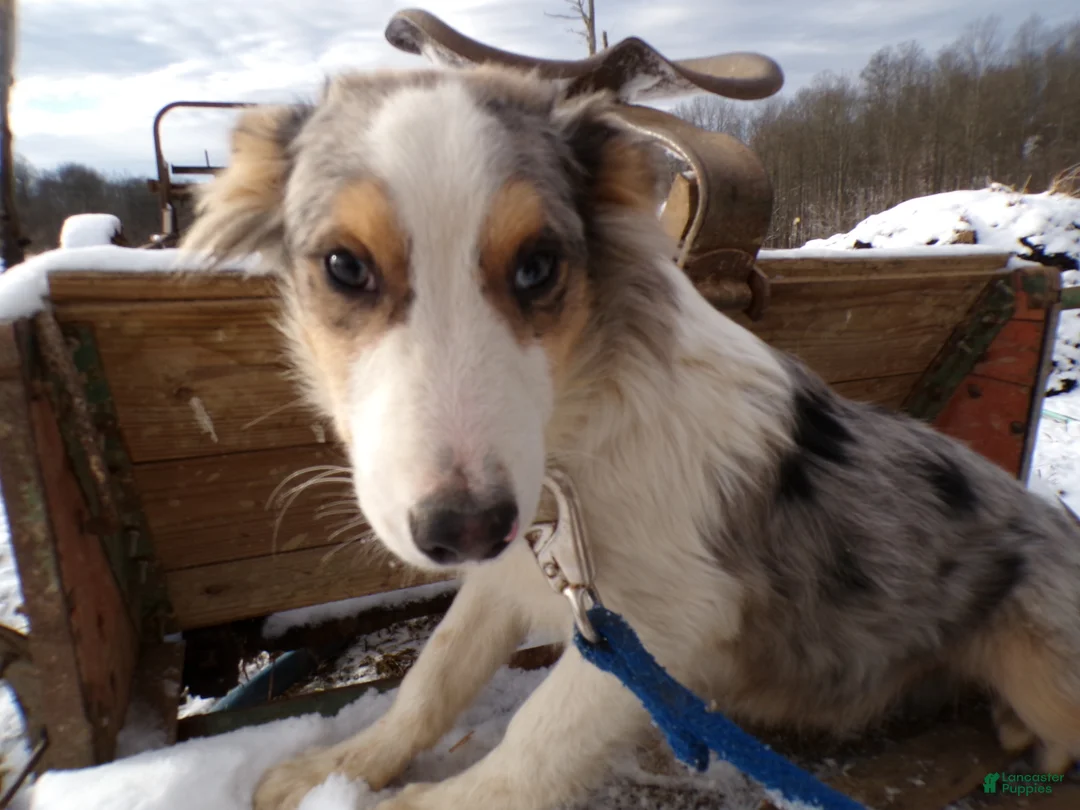 Mixed Breed dogs for sale: Mixed Breed Puppy 2 Sam - Ad 1