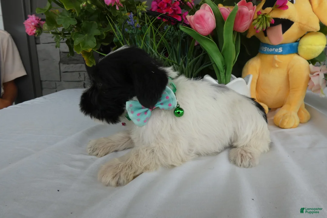 Miniature Schnauzer dogs for sale: Miniature Schnauzer 5 Wanda - Ad 3