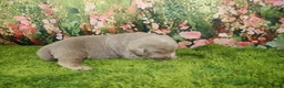 Labrador Retriever dogs for sale: Ember - Ad 6