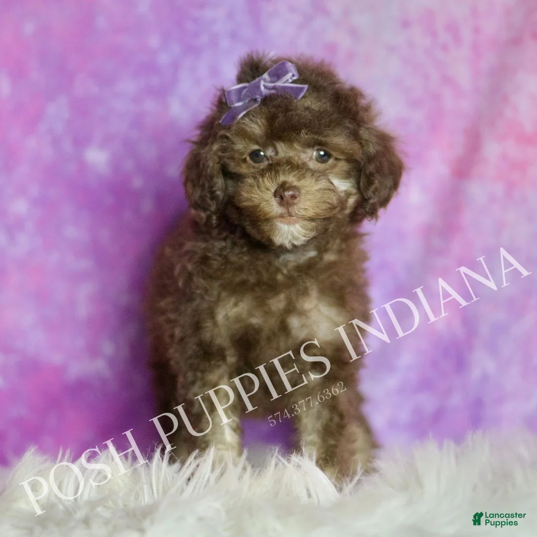 Standard Poodle dogs for sale: Brownie - Ad 2