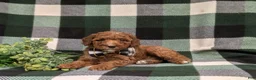 Miniature Poodle dogs for sale: Cosmo - Ad 4