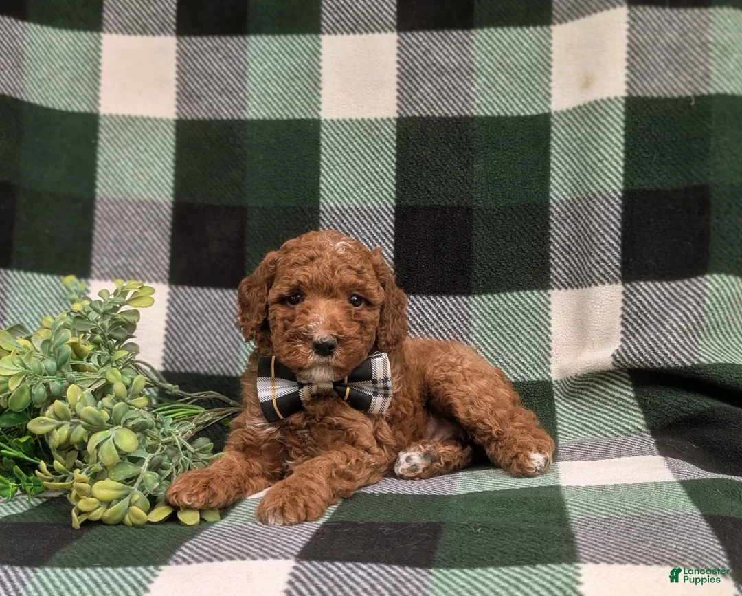Miniature Poodle dogs for sale: Cosmo - Ad 4