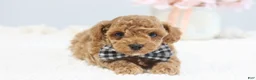 Toy Poodle dogs for sale: Clay - Ad 3