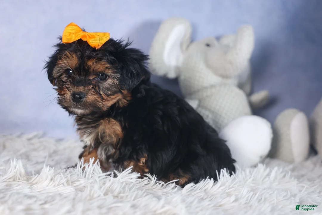 Yorkiepoo dogs for sale: JACK - Ad 6