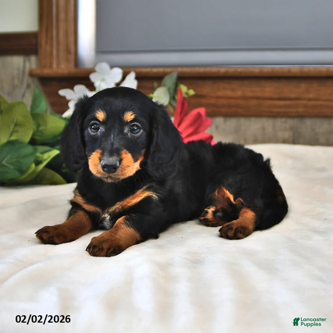Miniature Dachshund dogs for sale: Buttercup - Ad 2