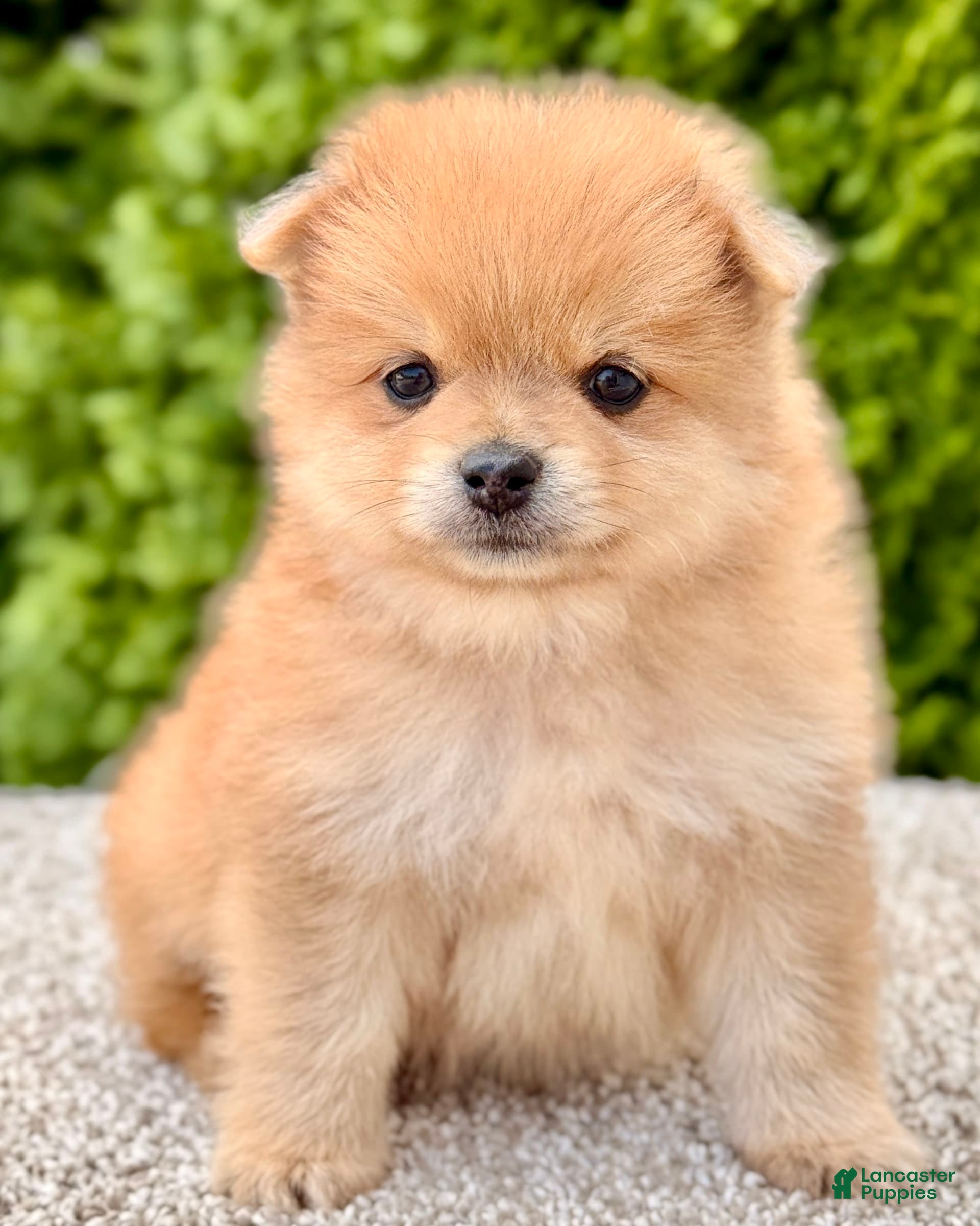 Purebred Pomeranian Toy Pom Puppies For Sale Free State