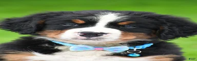 Ned