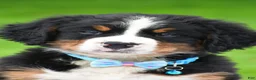 Bernese Mountain Dog dogs for sale: Ned - Ad 1