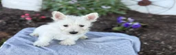 West Highland Terrier dogs for sale: Atlas - Ad 7