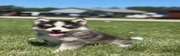Pomsky dogs for sale: Carlos - Ad 3